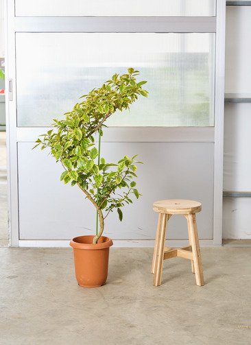 観葉植物 フランスゴムの木 【120cm】 8号 ユキ #72135 | 観葉植物なら