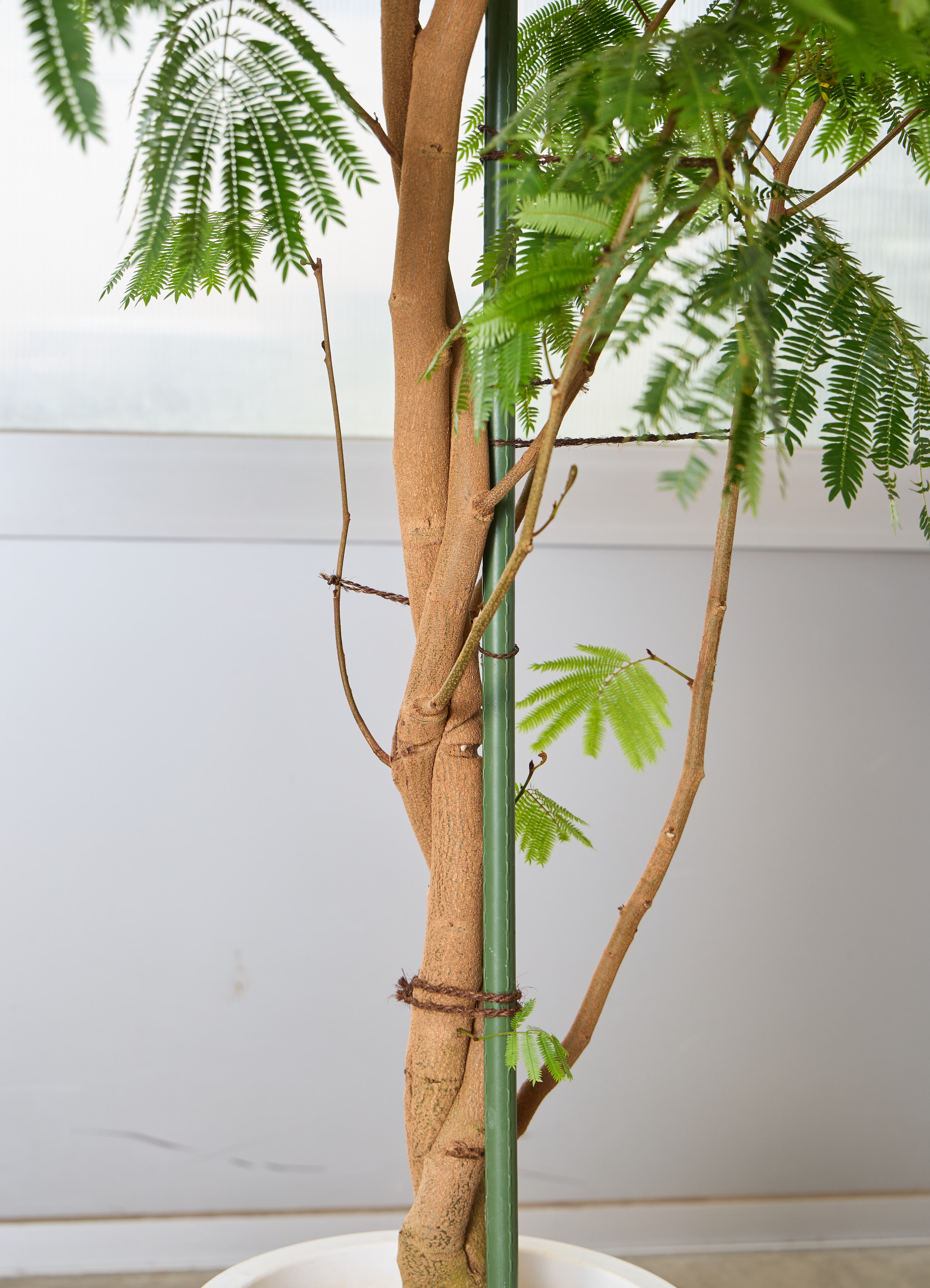 観葉植物 エバーフレッシュ 【225cm】 10号 ねじり #72137 ※1都3県配送