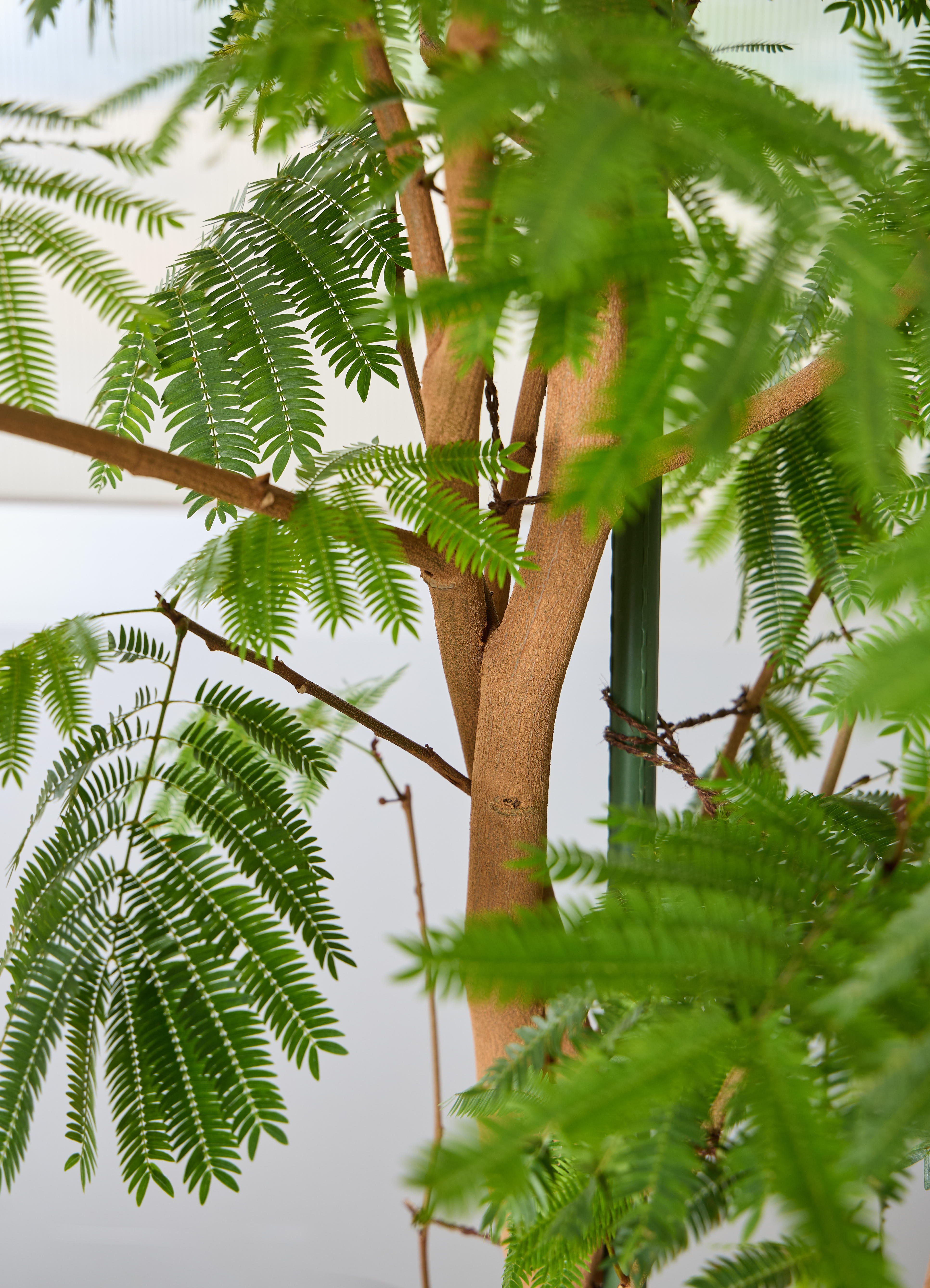 観葉植物 エバーフレッシュ 【225cm】 10号 ねじり #72137 ※1都3県配送
