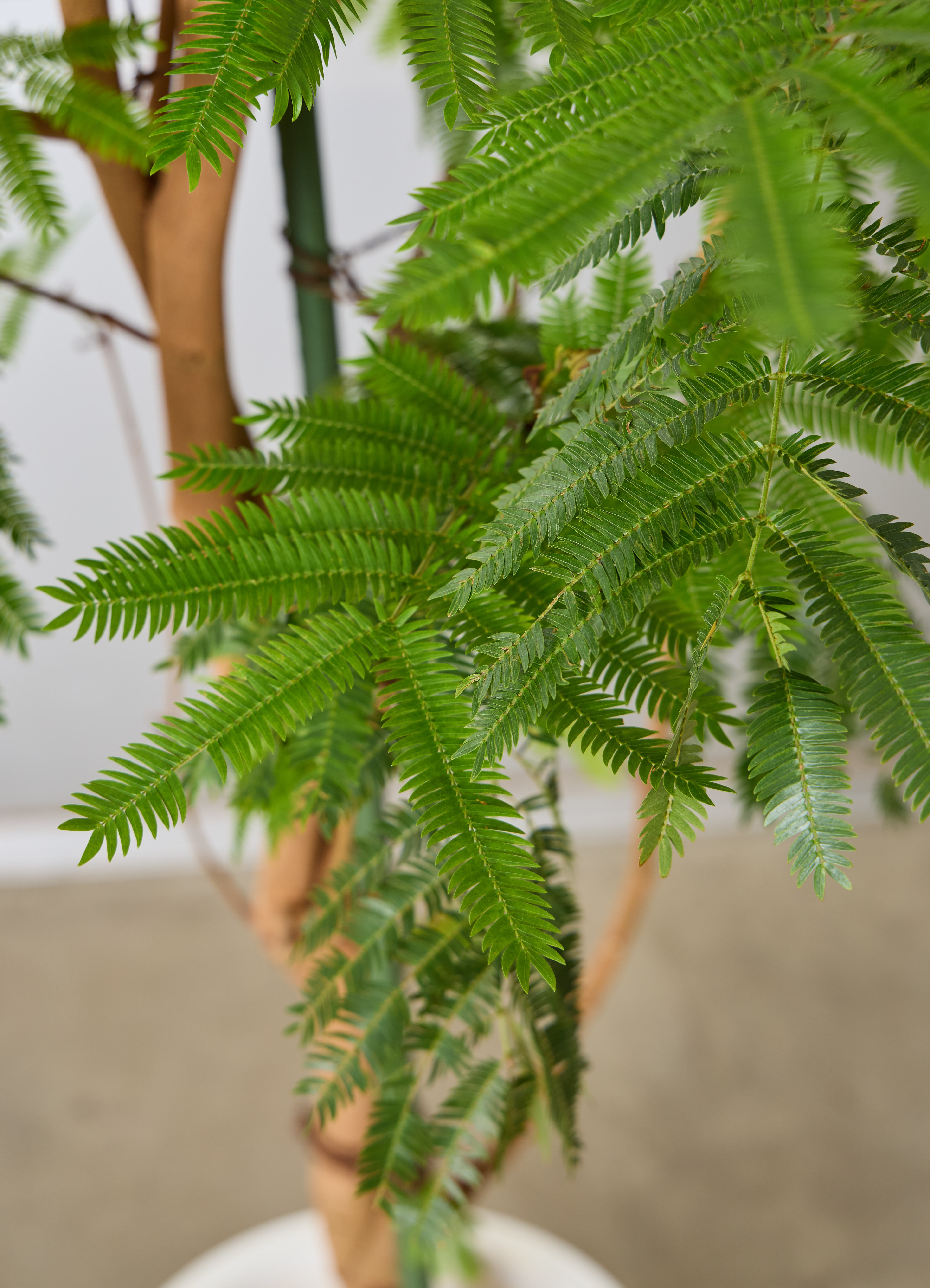 観葉植物 エバーフレッシュ 【225cm】 10号 ねじり #72137 ※1都3県配送