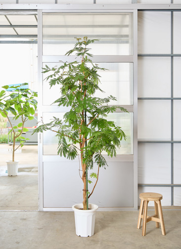 観葉植物 エバーフレッシュ 【225cm】 10号 ねじり #72137 ※1都3県配送