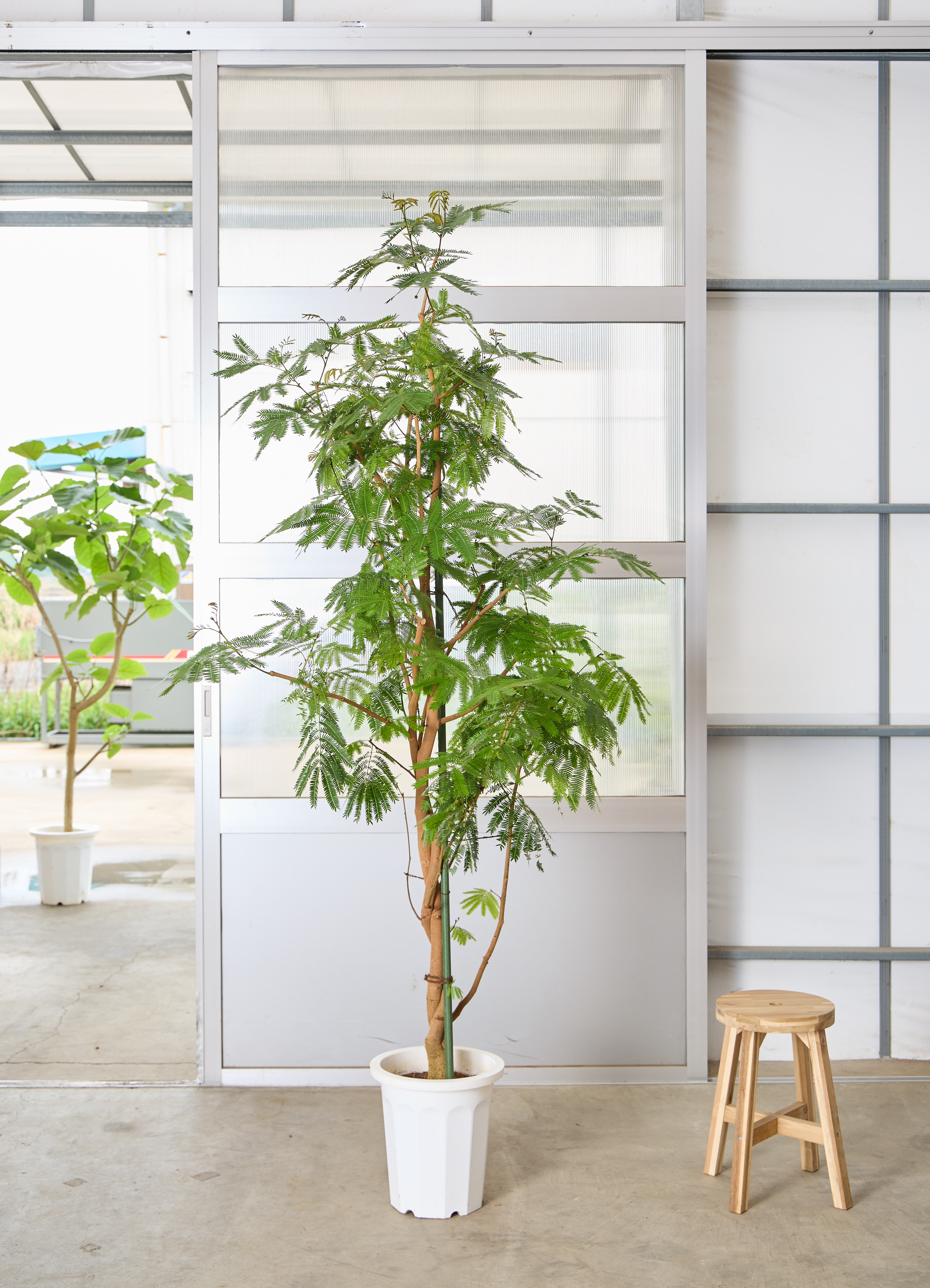 観葉植物 エバーフレッシュ 【225cm】 10号 ねじり #72137 ※1都3県配送