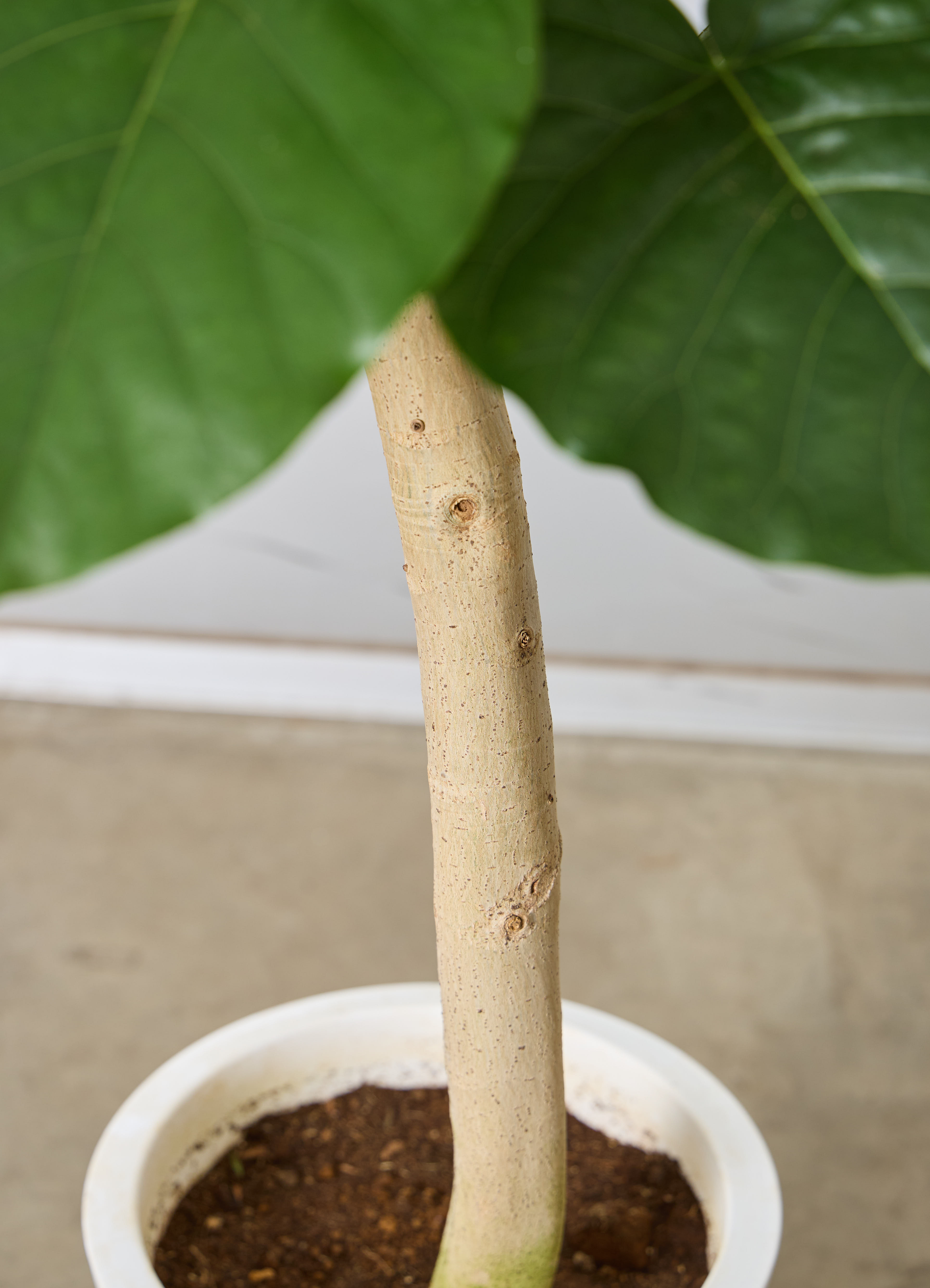 観葉植物 フィカス ウンベラータ 【210cm】 10号 #72132 ※1都3県配送 