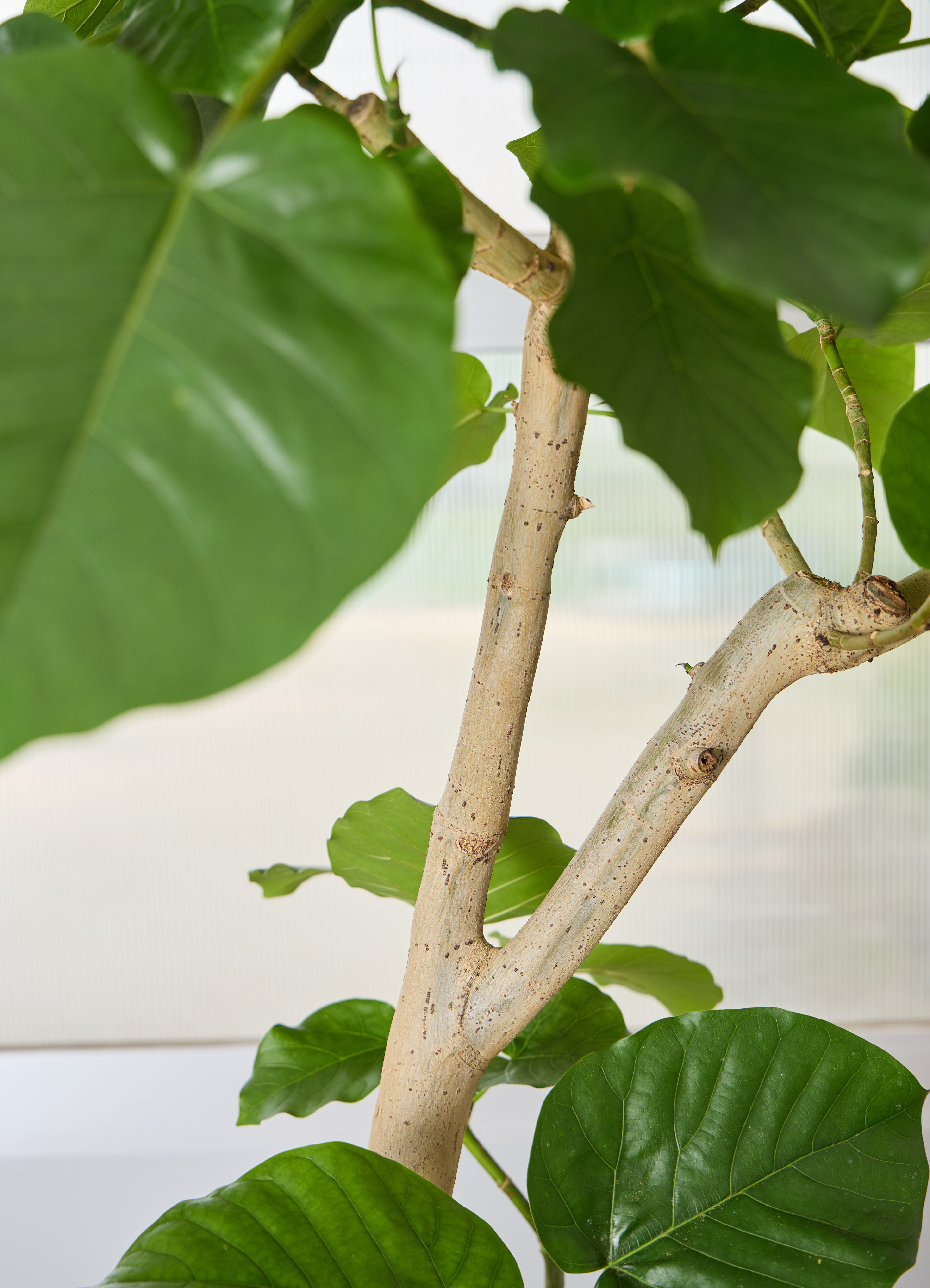 観葉植物 フィカス ウンベラータ 【210cm】 10号 #72132 ※1都3県配送 
