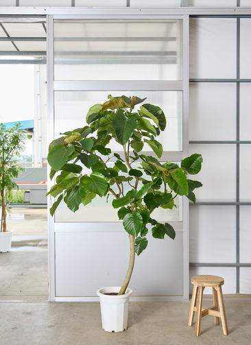 観葉植物 フィカス ウンベラータ 【200cm】 10号 #72131 ※1都3県配送