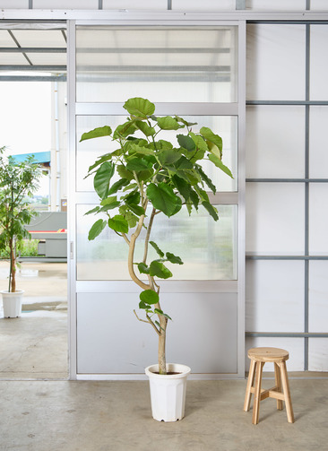 観葉植物 フィカス ウンベラータ 【210cm】 10号 #72133 ※1都3県配送