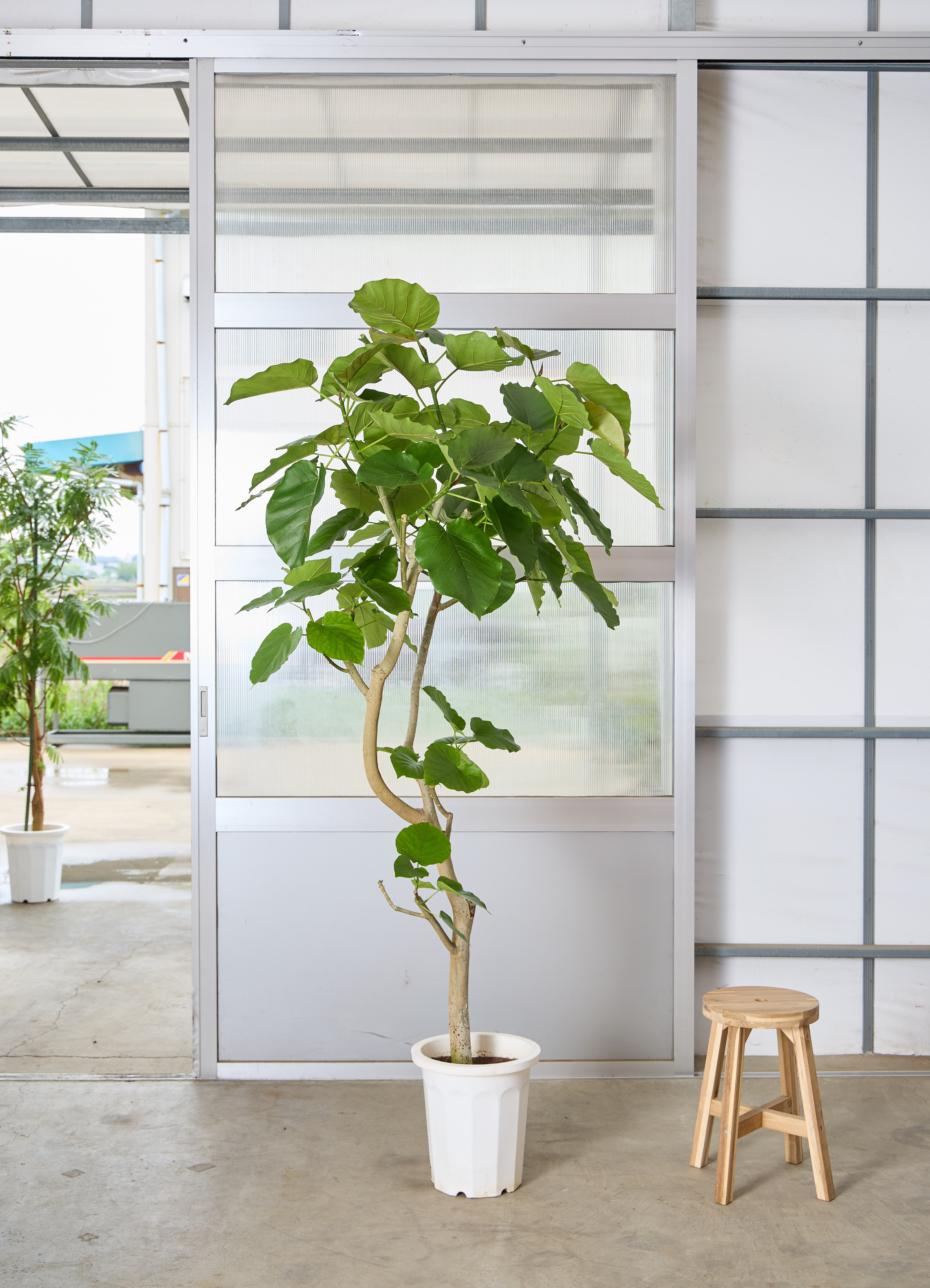 観葉植物 フィカス ウンベラータ 【210cm】 10号 #72133 ※1都3県配送