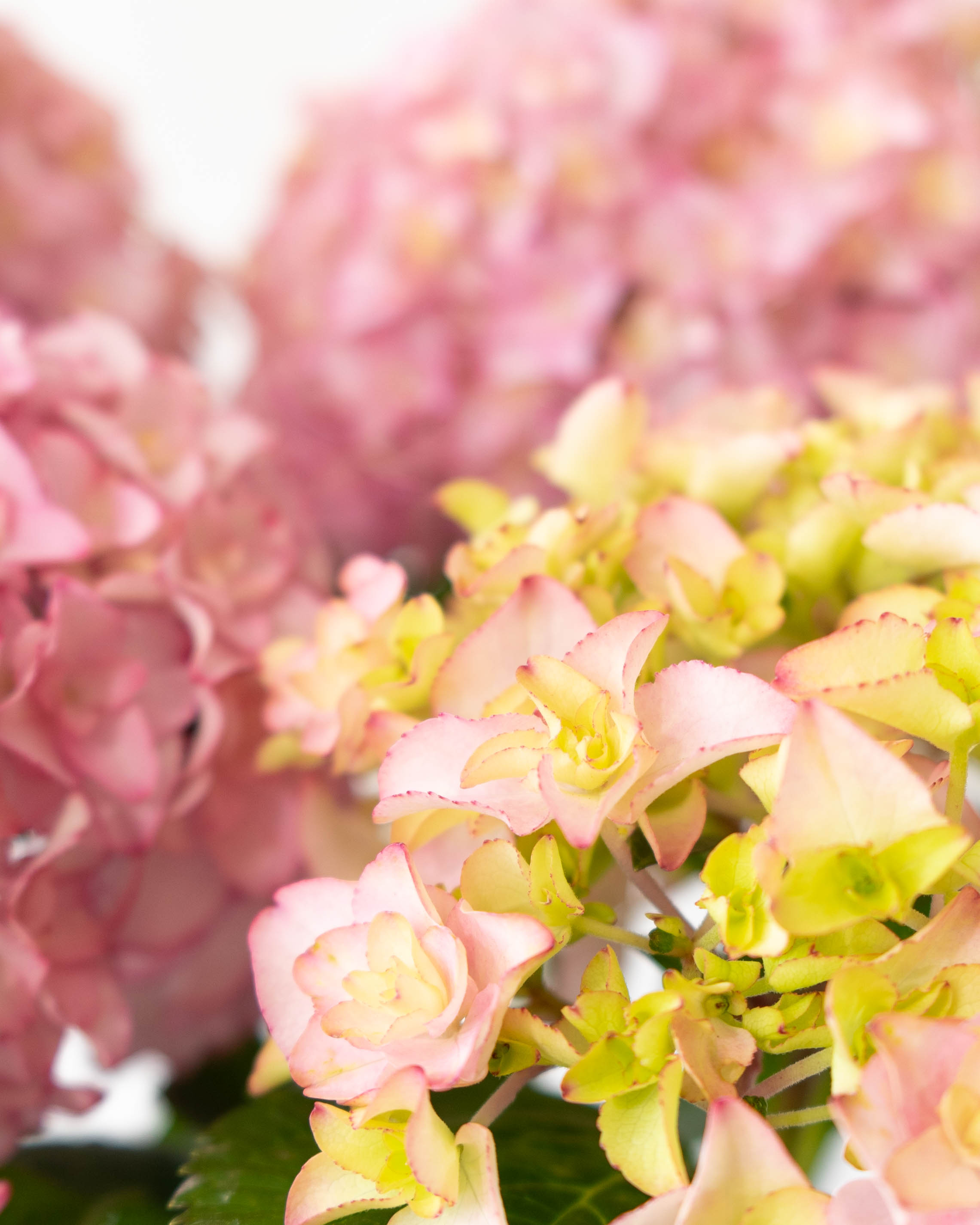 産地直送 あじさい 鉢植えのお花 プリマドンナ 5号 ブラウンバスケット