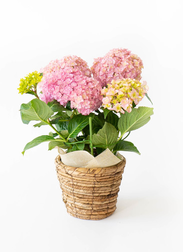 産地直送 あじさい 鉢植えのお花 プリマドンナ 5号 ブラウンバスケット