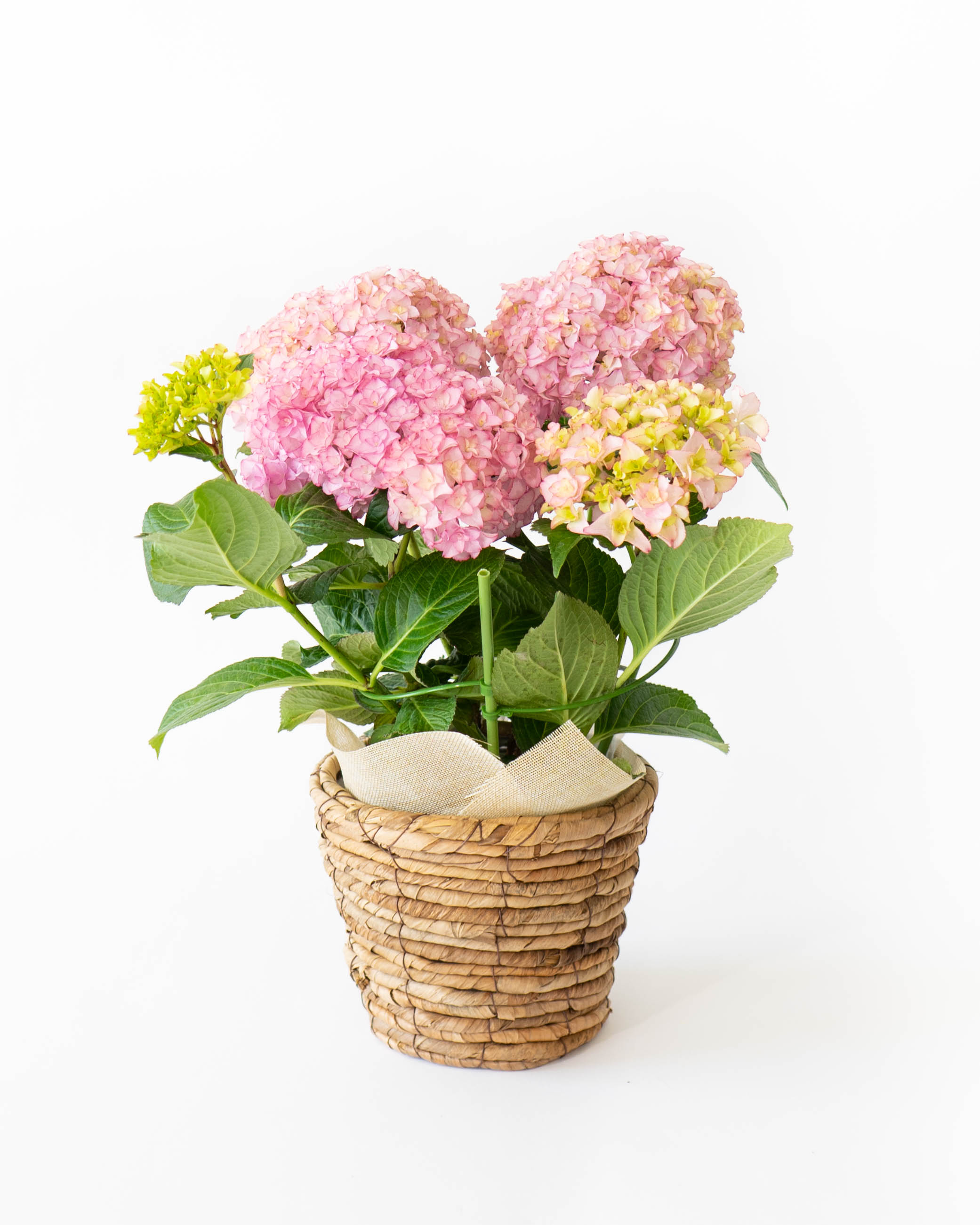 産地直送 あじさい 鉢植えのお花 プリマドンナ 5号 ブラウンバスケット