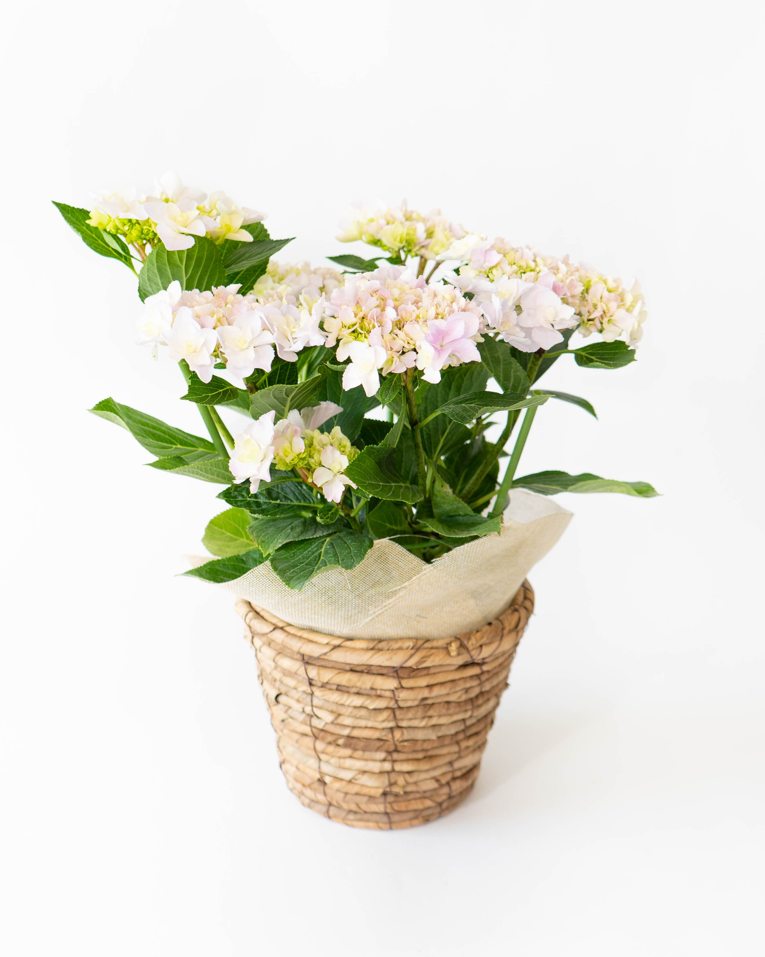 産地直送 あじさい 鉢植えのお花 ヴィヴァーチェ 5号 ブラウン