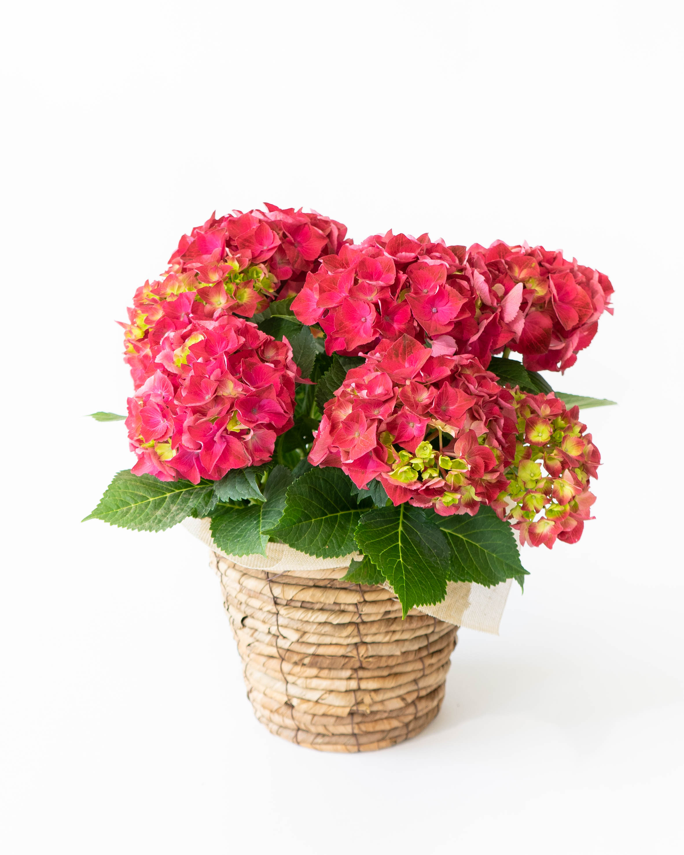 産地直送 あじさい 鉢植えのお花 ハイトルネード 5号 ブラウン