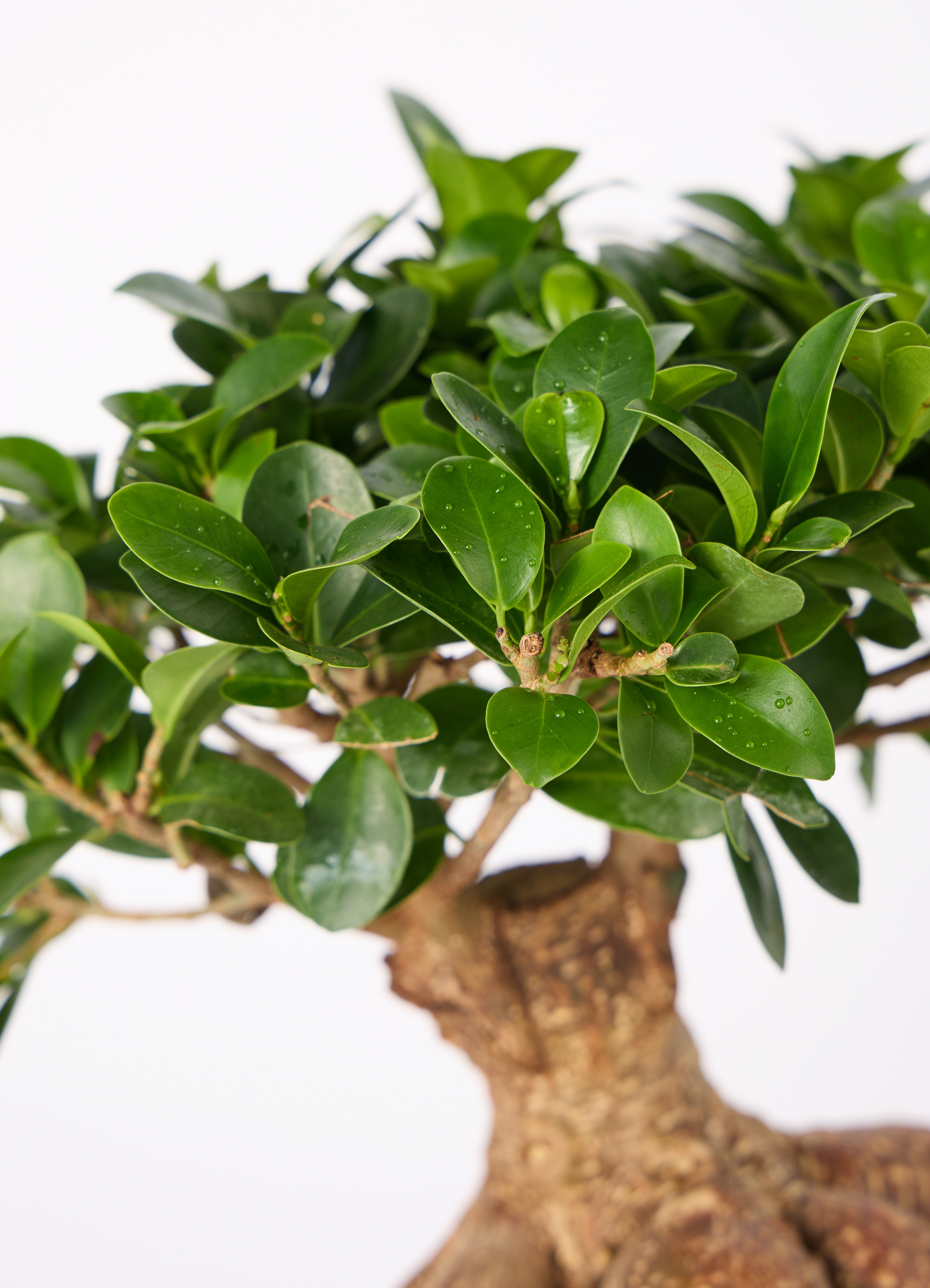 観葉植物 ガジュマル 6号 股仕立て 極太 浅鉢 | 観葉植物ならHitoHana