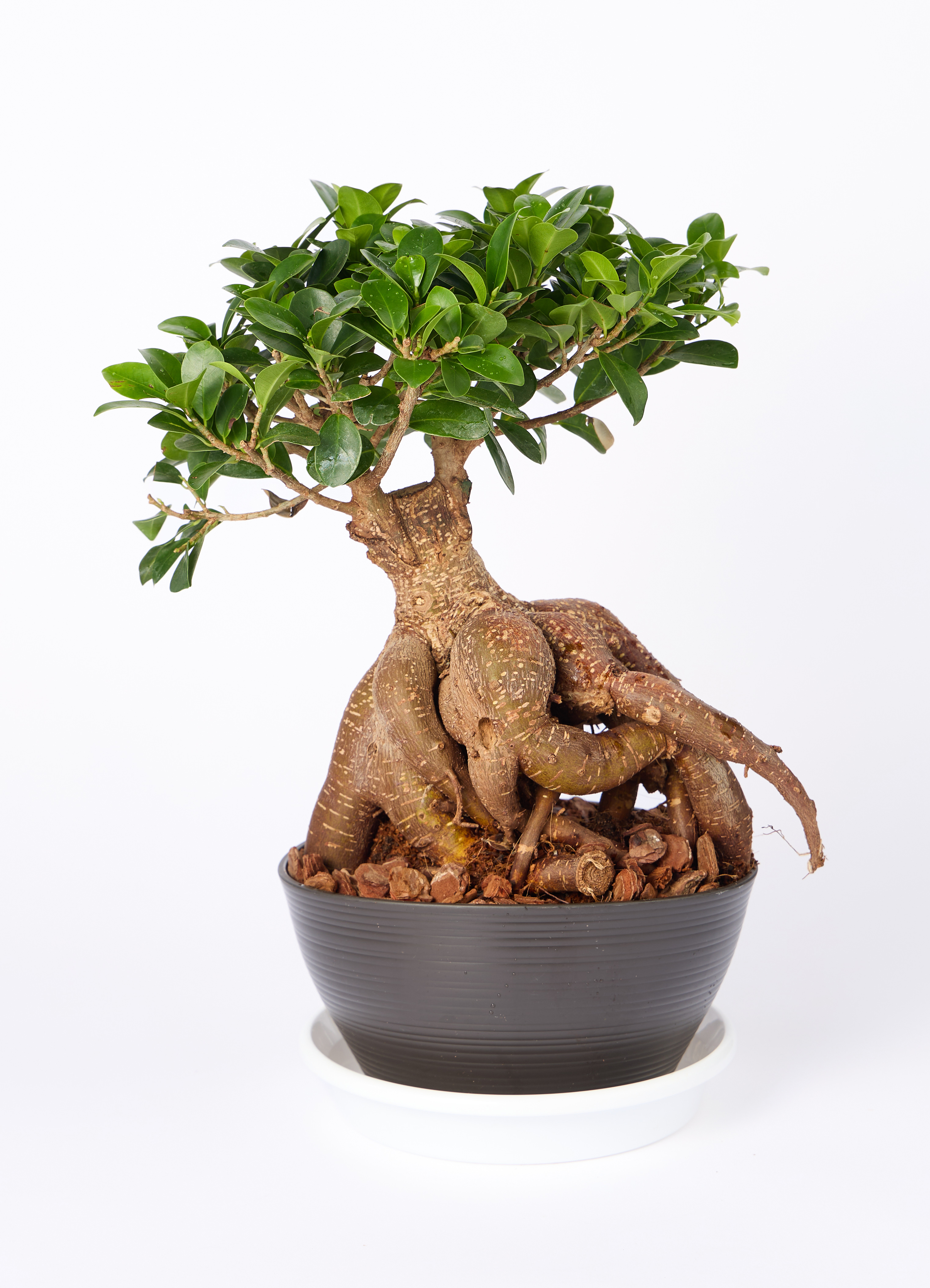 観葉植物 ガジュマル 6号 股仕立て 極太 浅鉢 | 観葉植物ならHitoHana