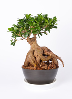 ガジュマル パンダ 8号 | 観葉植物通販HitoHana(ひとはな)