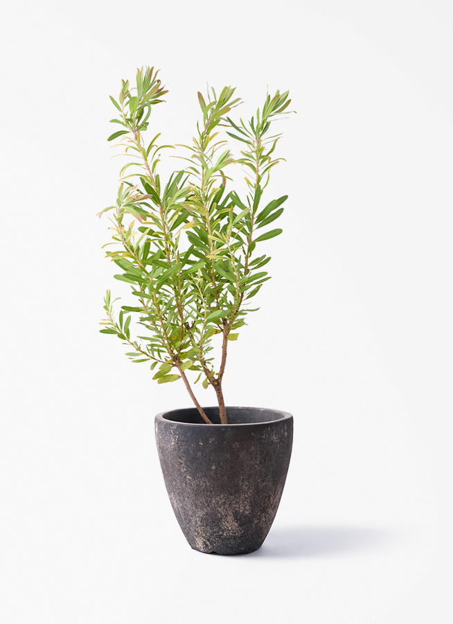 観葉植物 プロテア 6号 ネリーフォリア エステリ ピンク 付き | 観葉