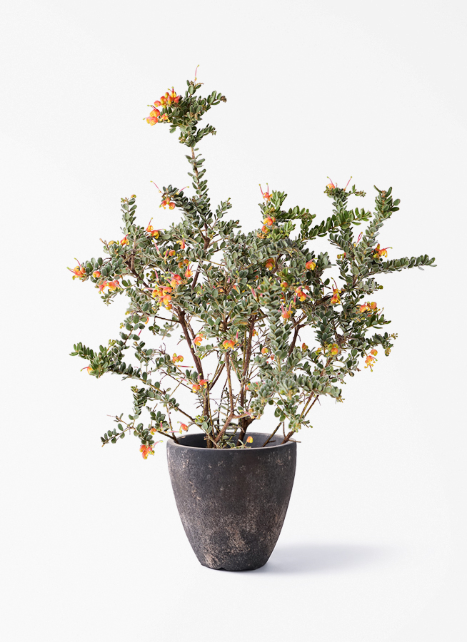 観葉植物 グレビレア 6号 ジュビディー エステリ グリーン 付き | 観葉