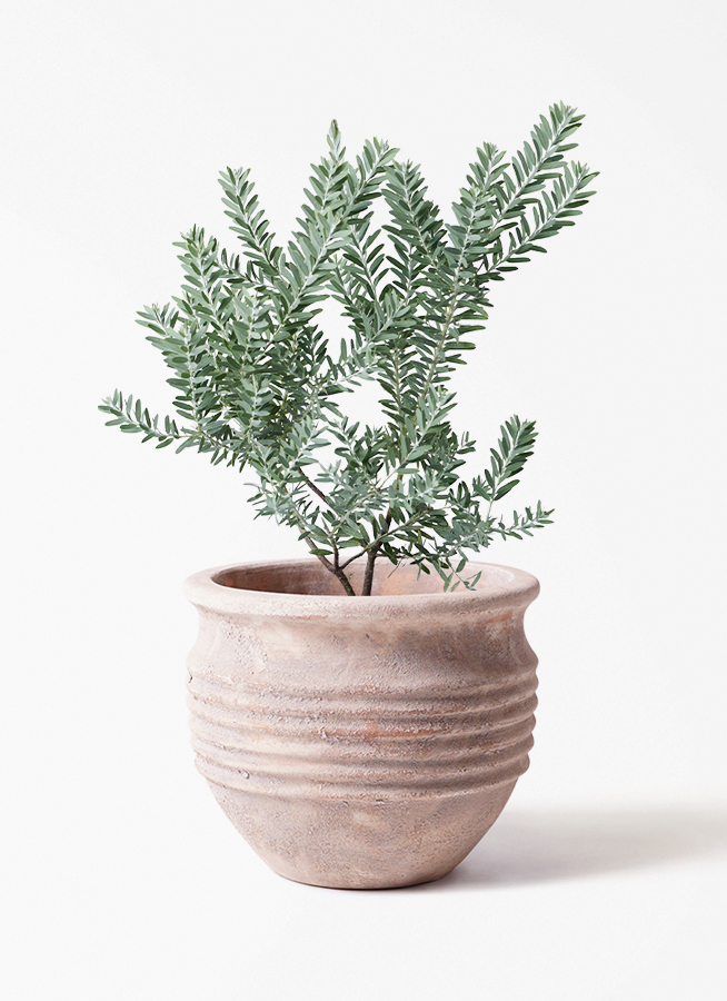 観葉植物 アカシア ブルーブッシュ 7号 プラスチック鉢 アイルエッグ