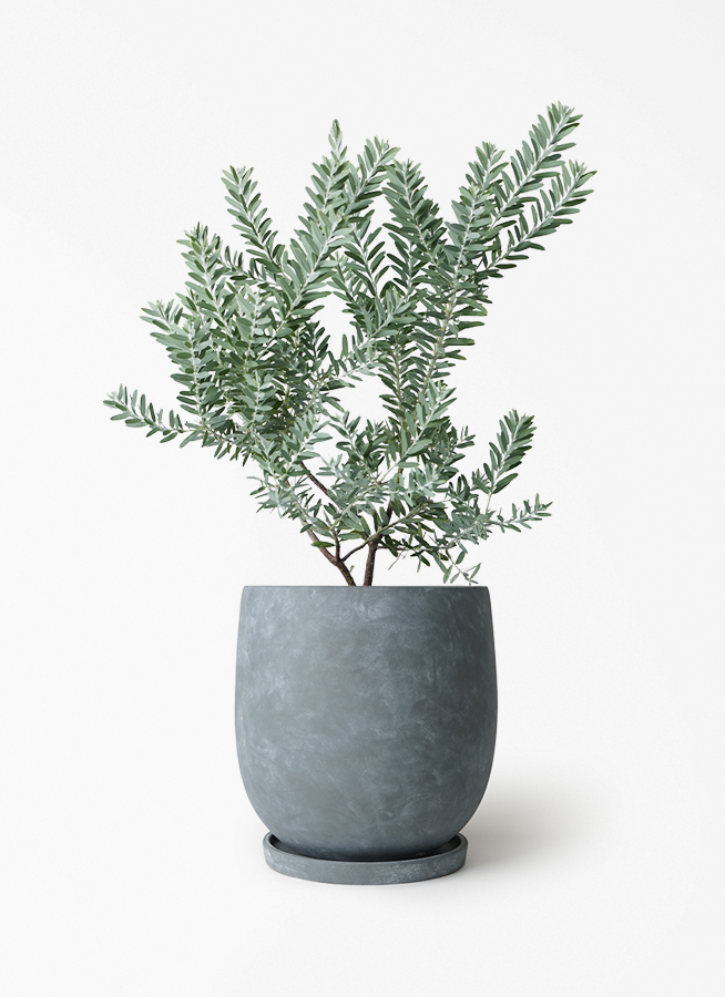 アカシア　ブルーブッシュ　シルバーリーフ　バルーン陶器鉢　植え込み発送 観葉植物 アカシア ブルーブッシュ 7号 プラスチック鉢 アイルエッグ