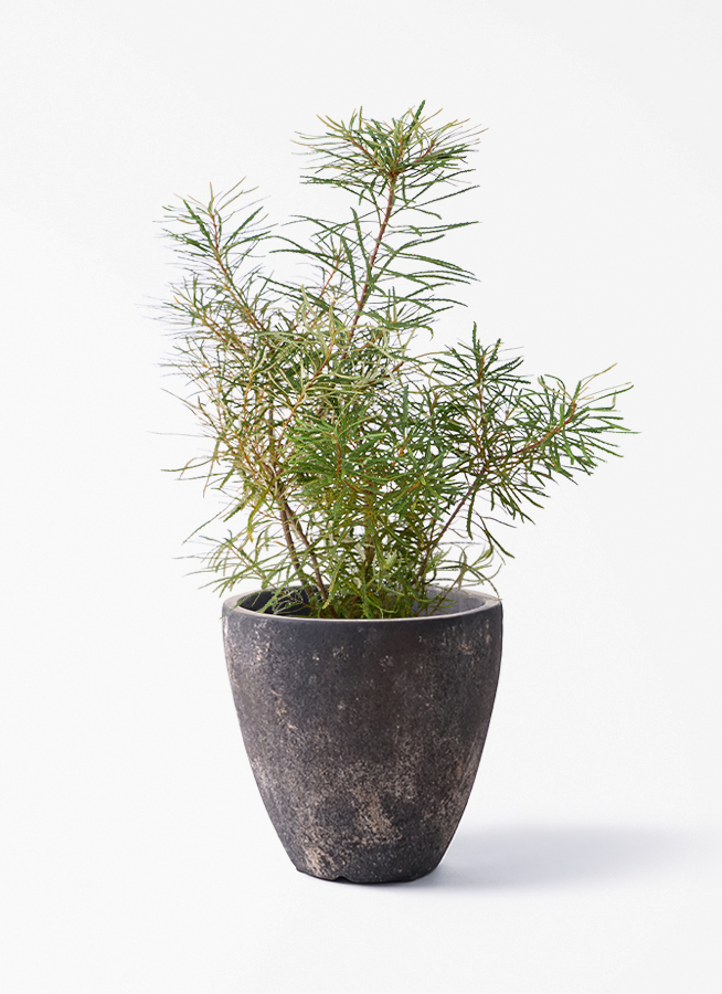 観葉植物 バンクシア 6号 ヘアピン エステリ ブラック 付き | 観葉植物