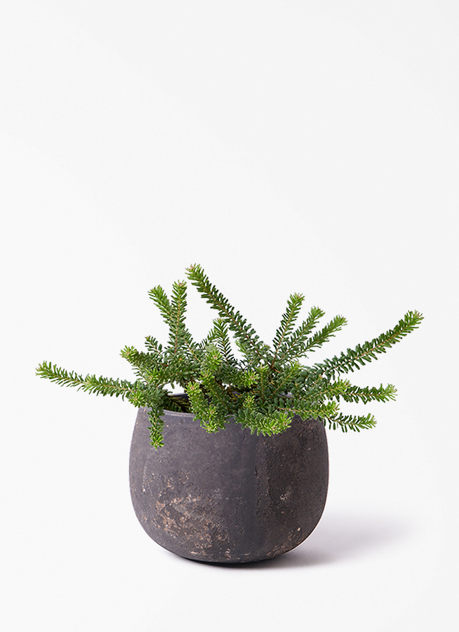 観葉植物 グレビレア 5号 ラニゲラ プラスチック鉢 | 観葉植物なら