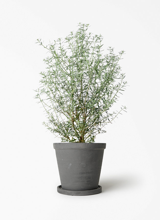 観葉植物 ウエストリンギア 5号 プラスチック鉢 | 観葉植物なら