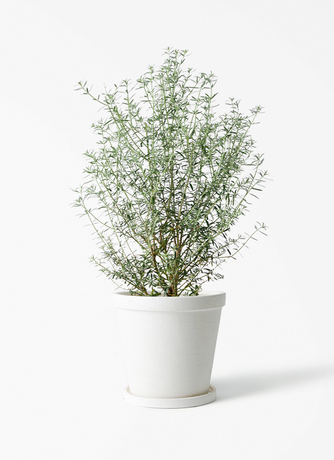 観葉植物 ウエストリンギア 5号 エドラ B 付き | 観葉植物ならHitoHana