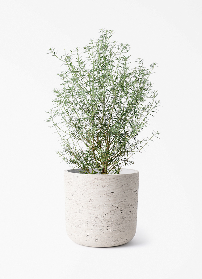 観葉植物 ウエストリンギア 5号 エドラ B 付き | 観葉植物ならHitoHana