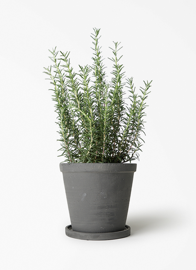 観葉植物 ローズマリー 5号 マリンブルー プラスチック鉢 | 観葉植物