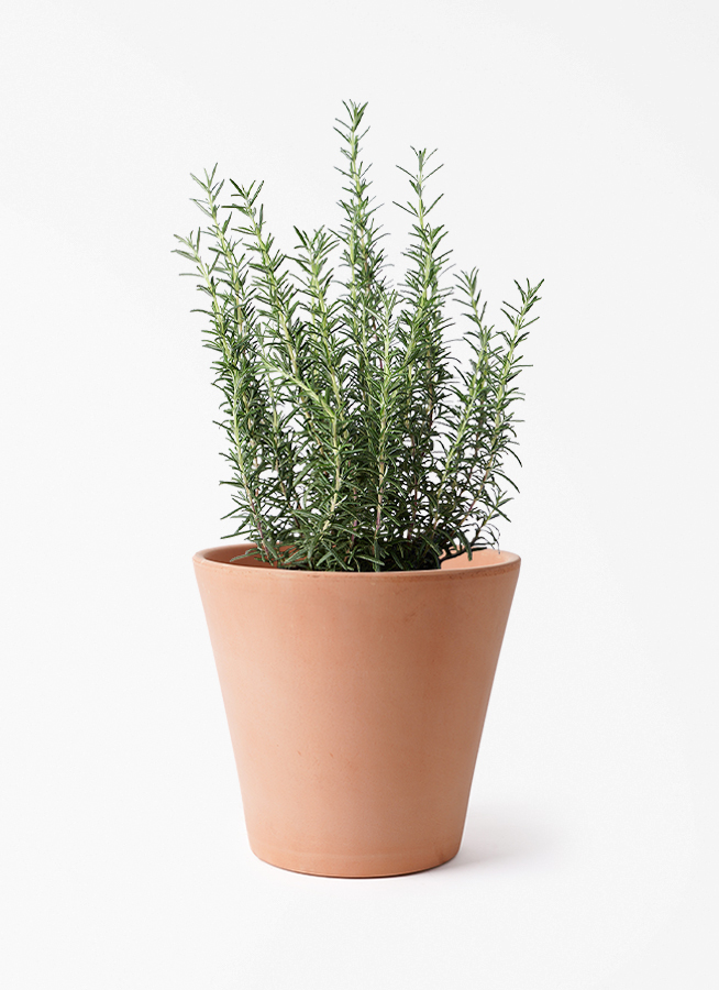 観葉植物 ローズマリー 5号 マリンブルー プラスチック鉢 | 観葉植物