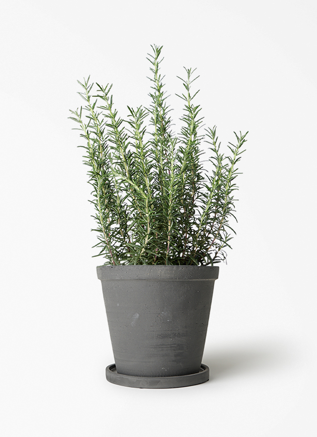 観葉植物 ローズマリー 5号 マリンブルー プラスチック鉢 | 観葉植物
