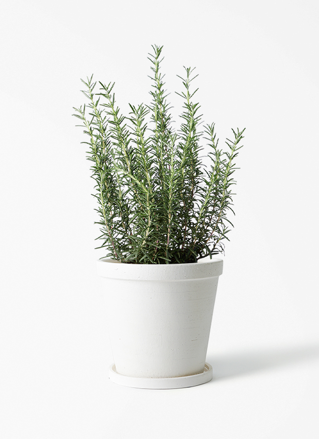 観葉植物 ローズマリー 5号 マリンブルー プラスチック鉢 | 観葉植物