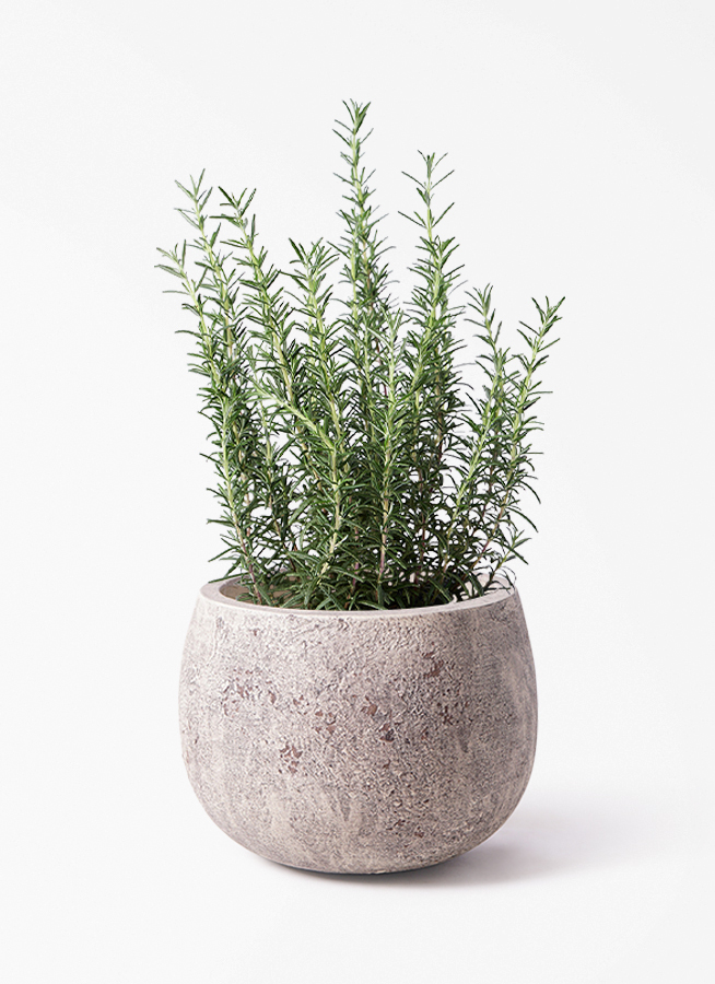 観葉植物 ローズマリー 5号 マリンブルー プラスチック鉢 | 観葉植物