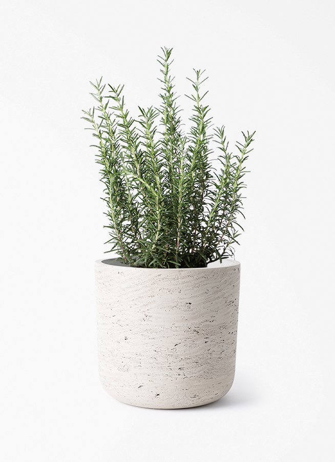 観葉植物 ローズマリー 5号 マリンブルー プラスチック鉢 | 観葉植物