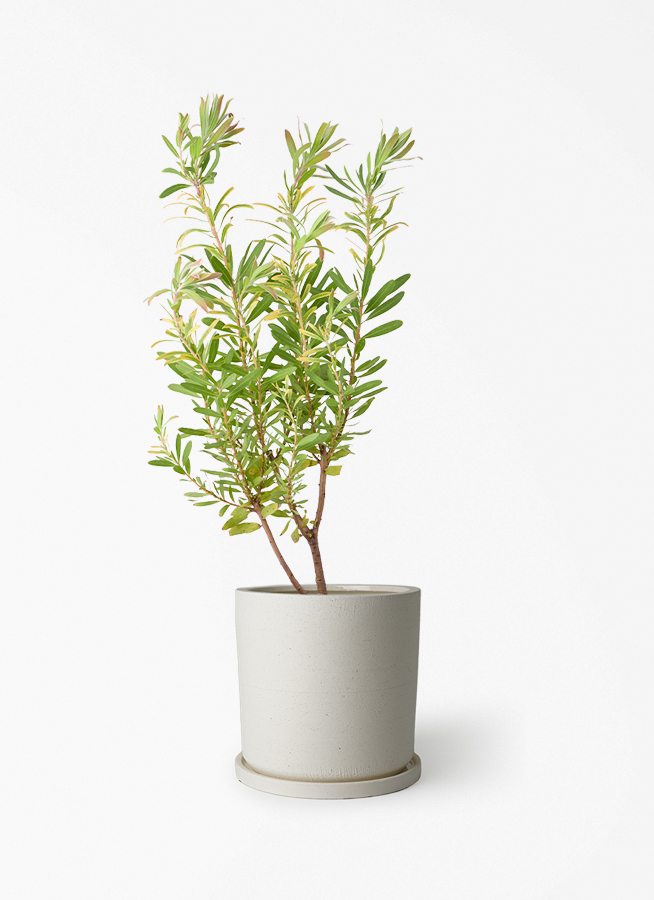 観葉植物 プロテア 6号 ネリーフォリア エステリ ピンク 付き | 観葉