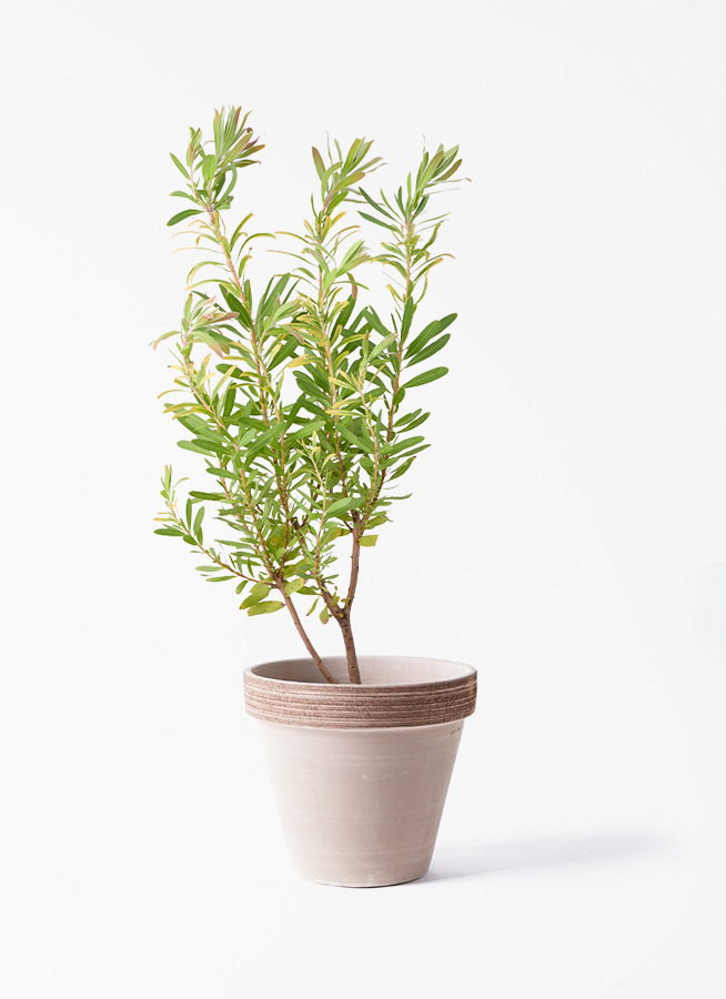 観葉植物 プロテア 6号 ネリーフォリア エステリ ピンク 付き | 観葉