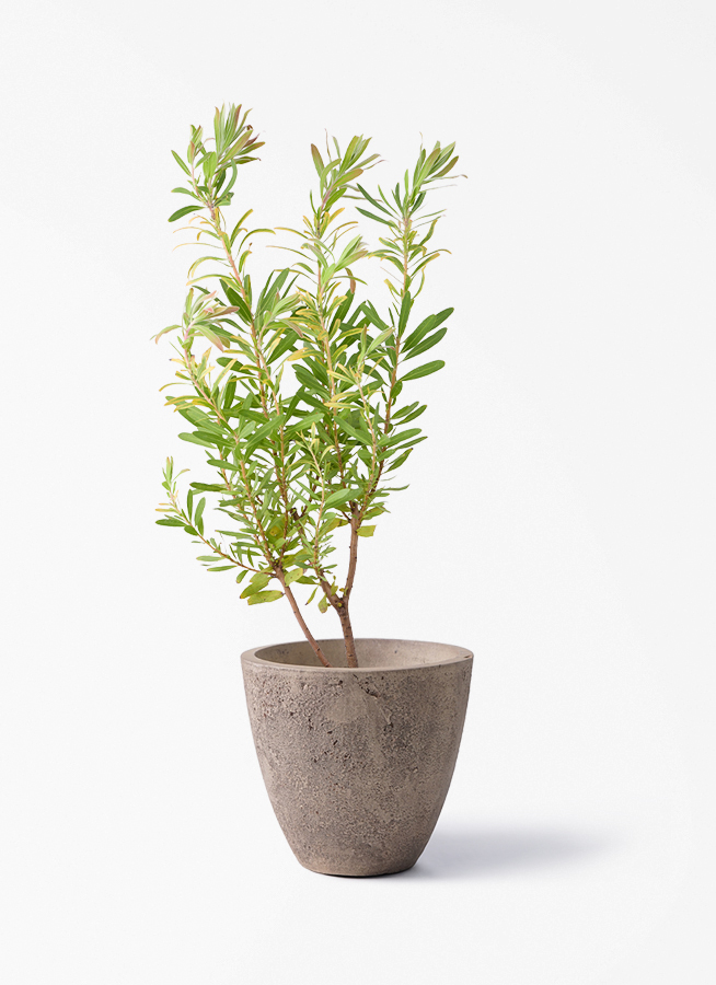 観葉植物 プロテア 6号 ネリーフォリア エステリ ピンク 付き | 観葉
