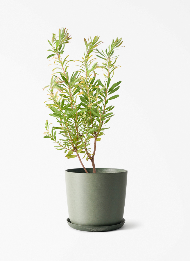 観葉植物 プロテア 6号 ネリーフォリア エステリ グリーン 付き | 観葉