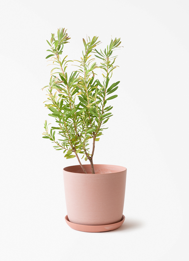 観葉植物 プロテア 6号 ネリーフォリア エステリ ピンク 付き | 観葉
