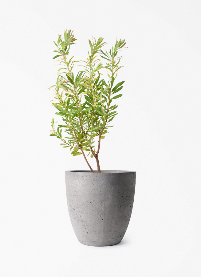 観葉植物 プロテア 6号 ネリーフォリア エステリ グリーン 付き | 観葉