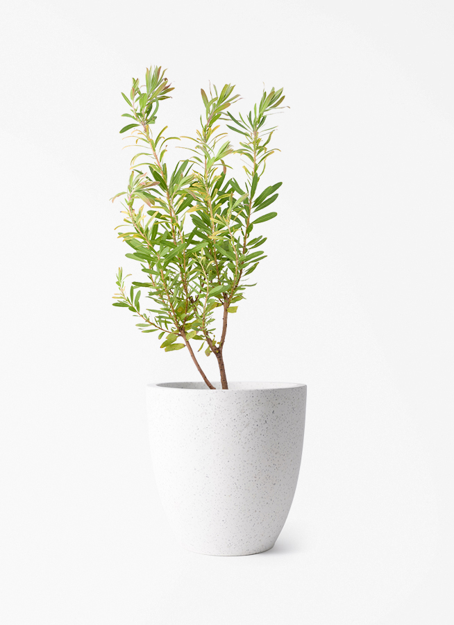 プロテア　ネリーフォリア　鉢植え15 ワイルドフラワー　ドライガーデン 観葉植物 プロテア 6号 ネリーフォリア スタンダードポット スクラッチ