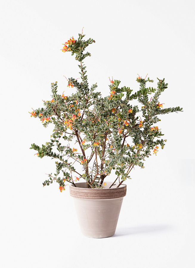 grevillea-33_1.jpg?1780377682