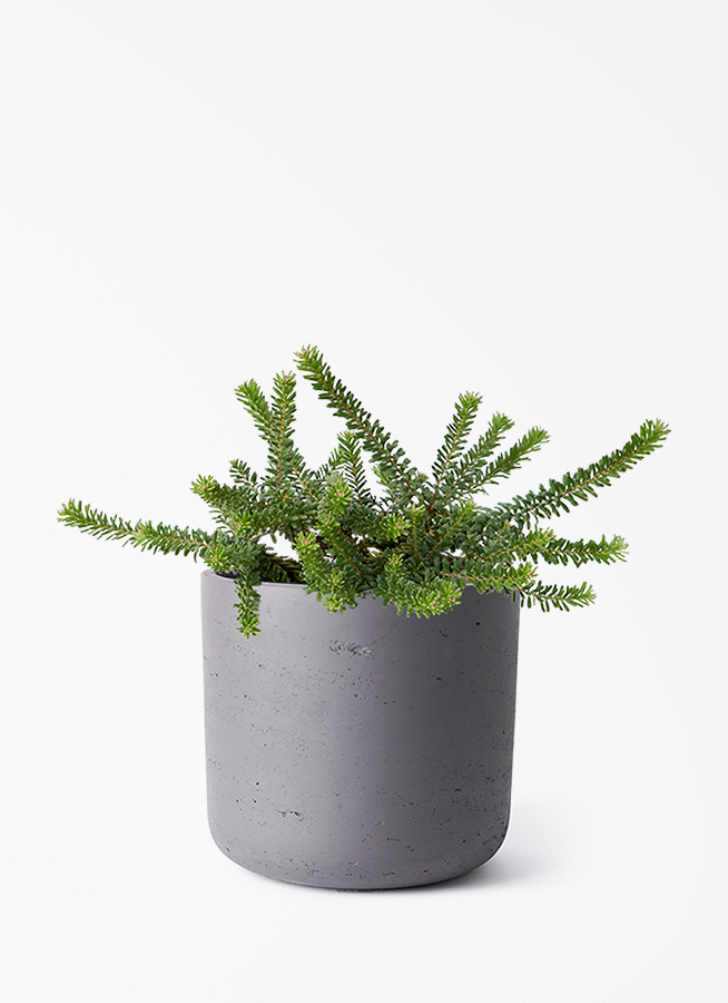 観葉植物 グレビレア 5号 ラニゲラ カッセル ユーポット ダークグレー