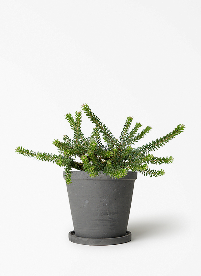 観葉植物 グレビレア 5号 ラニゲラ エドラ B 付き | 観葉植物なら