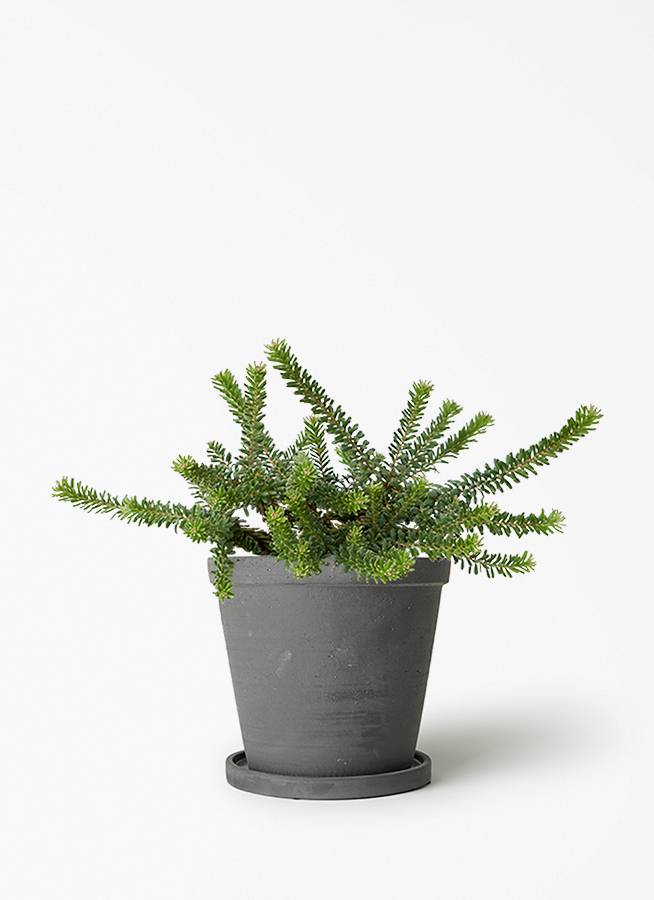 観葉植物 グレビレア 5号 ラニゲラ プラスチック鉢 | 観葉植物なら