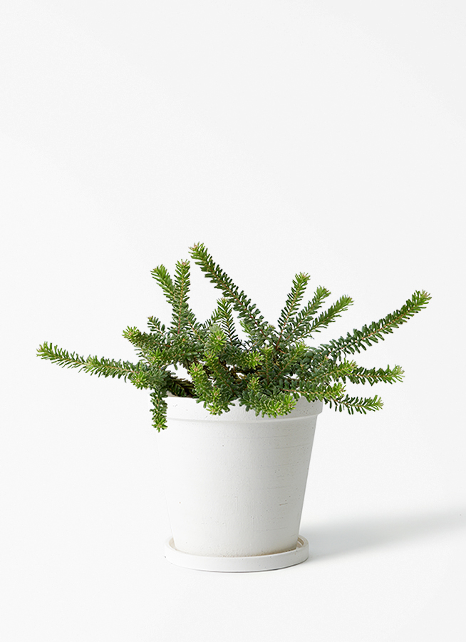 観葉植物 グレビレア 5号 ラニゲラ プラスチック鉢 | 観葉植物なら
