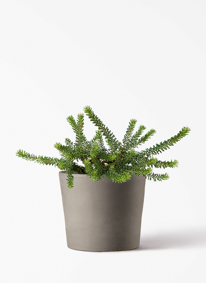 観葉植物 グレビレア 5号 ラニゲラ ストーンウェア セラミック