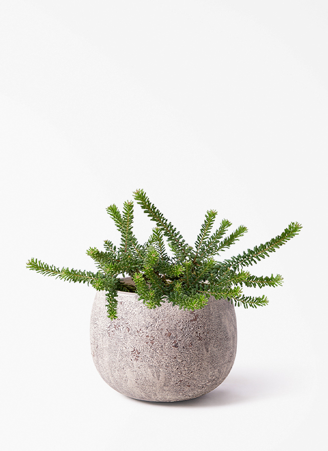 観葉植物 グレビレア 5号 ラニゲラ エドラ B 付き | 観葉植物なら