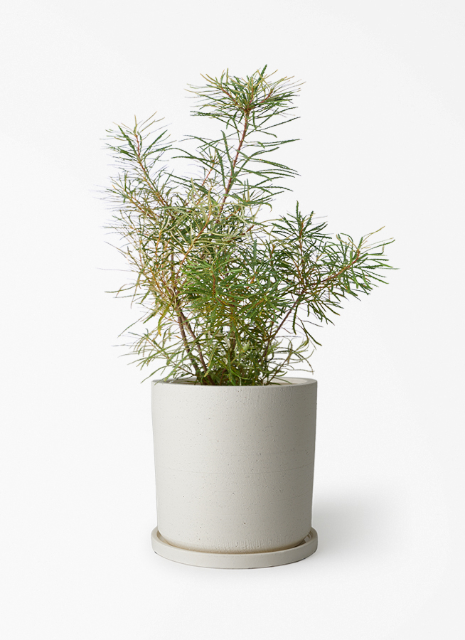 観葉植物 バンクシア 6号 ヘアピン エステリ ブラック 付き | 観葉植物