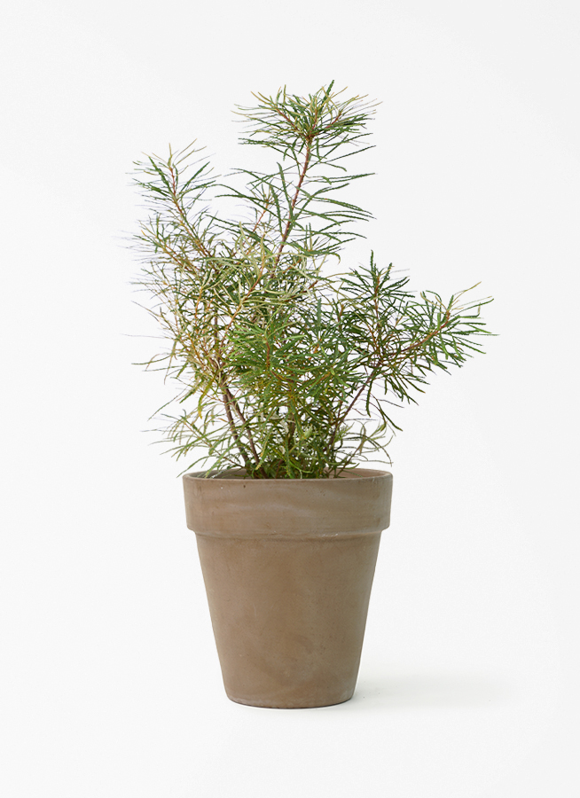 観葉植物 バンクシア 6号 ヘアピン プラスチック鉢 | 観葉植物なら